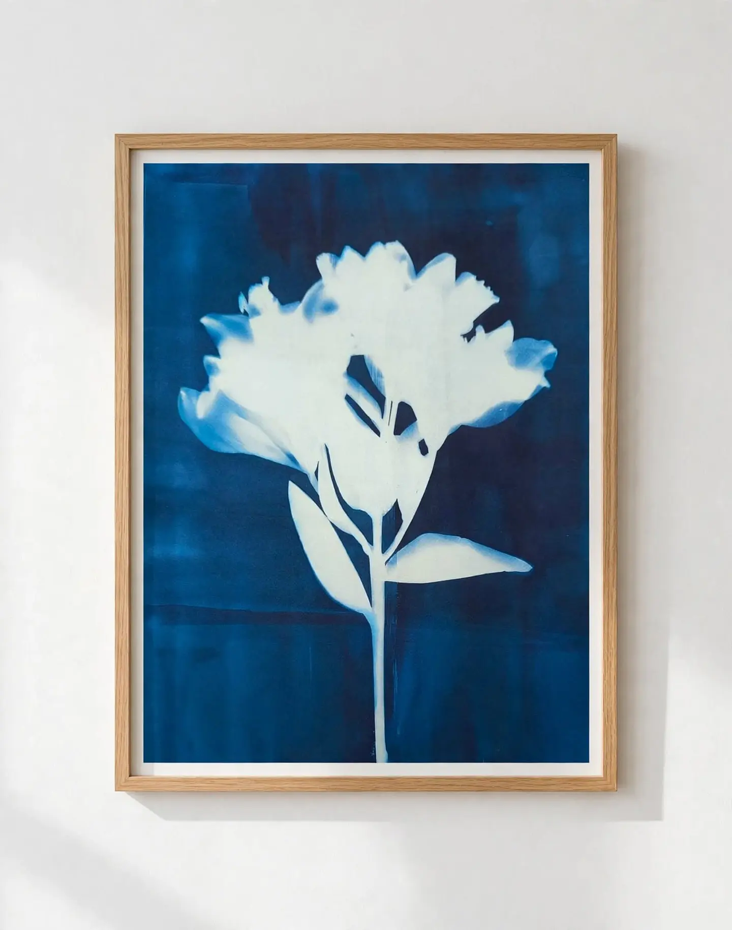 Lilium 1