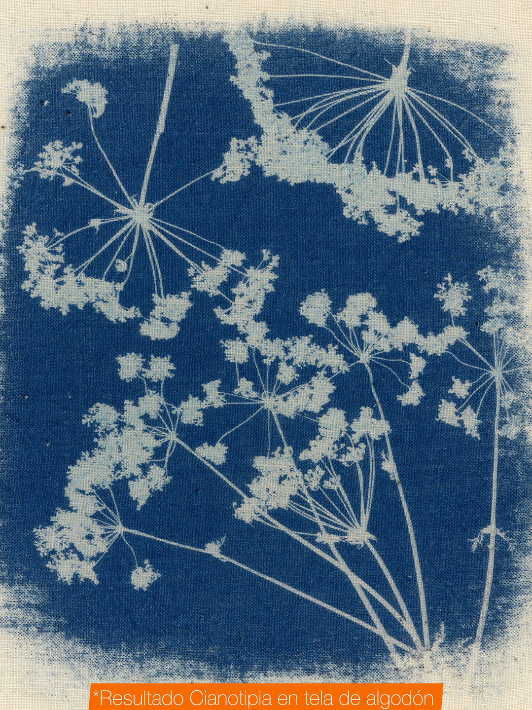 Sensibilizador Cianotipia - Ferricianuro de Potasio – 40g 3