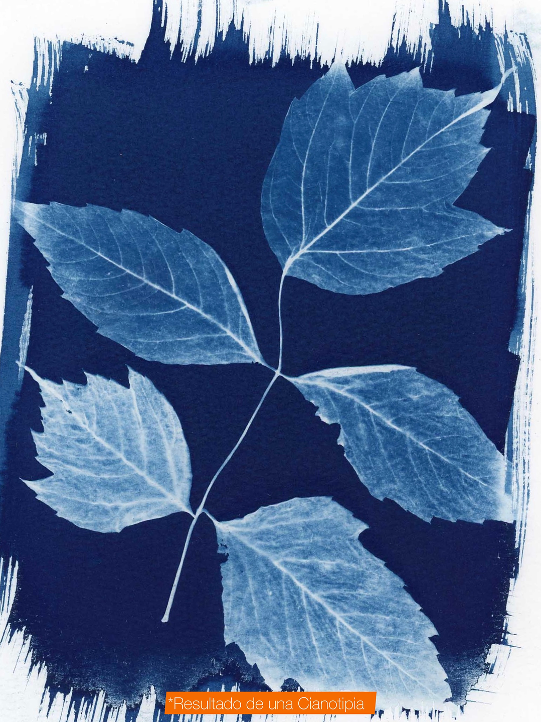 Sensibilizador Cianotipia - Ferricianuro de Potasio – 100 mL 6