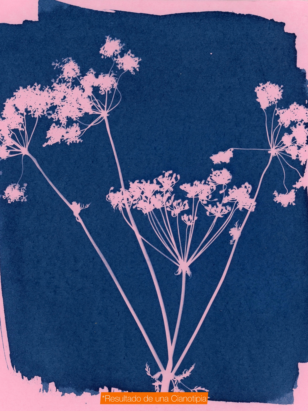 Kit mini Cianotipia 60 mL - SIN BROCHA 4