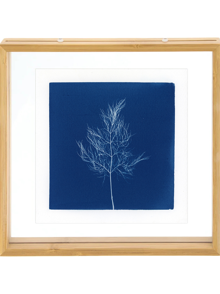 PRODUCTO FÍSICO - Cuadro Cianotipia Hinojo I 1