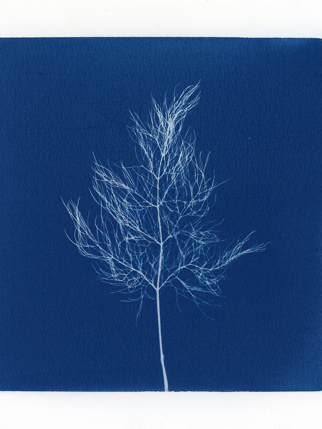 PRODUCTO FÍSICO - Cuadro Cianotipia Hinojo I 2