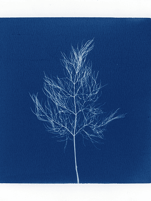 PRODUCTO FÍSICO - Cuadro Cianotipia Hinojo I