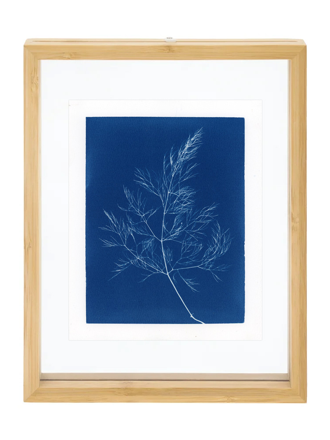 PRODUCTO FÍSICO - Cuadro Cianotipia Hinojo II 1