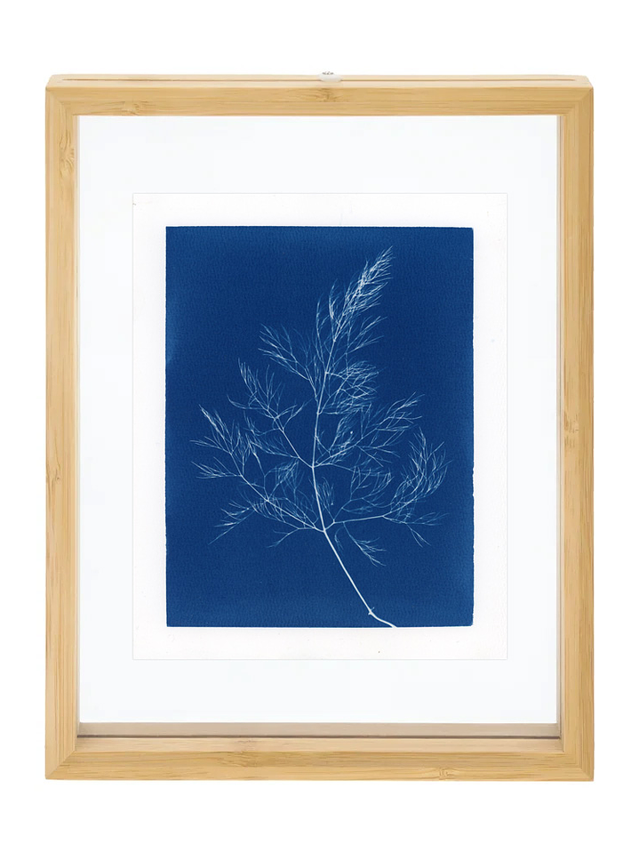 PRODUCTO FÍSICO - Cuadro Cianotipia Hinojo II 1