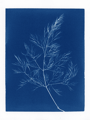 PRODUCTO FÍSICO - Cuadro Cianotipia Hinojo II