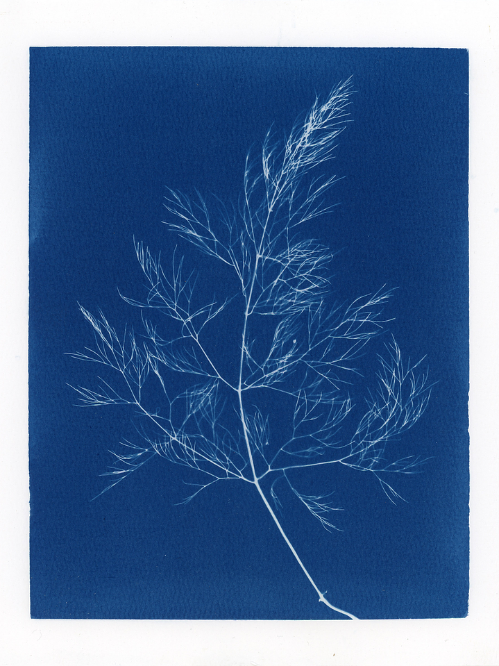 PRODUCTO FÍSICO - Cuadro Cianotipia Hinojo II 2
