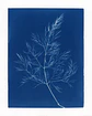 PRODUCTO FÍSICO - Cuadro Cianotipia Hinojo II - Miniatura 2
