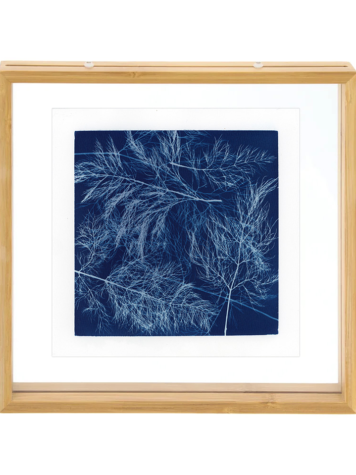 PRODUCTO FÍSICO - Cuadro Cianotipia Hinojo III 1