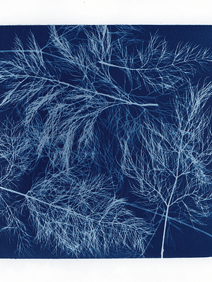 PRODUCTO FÍSICO - Cuadro Cianotipia Hinojo III