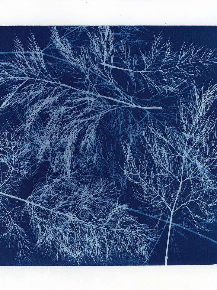 PRODUCTO FÍSICO - Cuadro Cianotipia Hinojo III 2