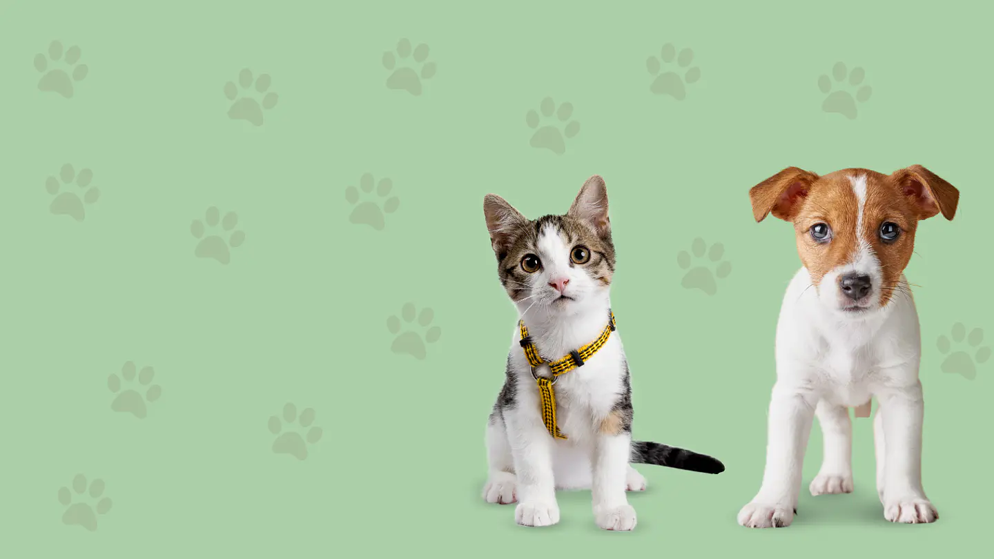 TALO PET SHOP