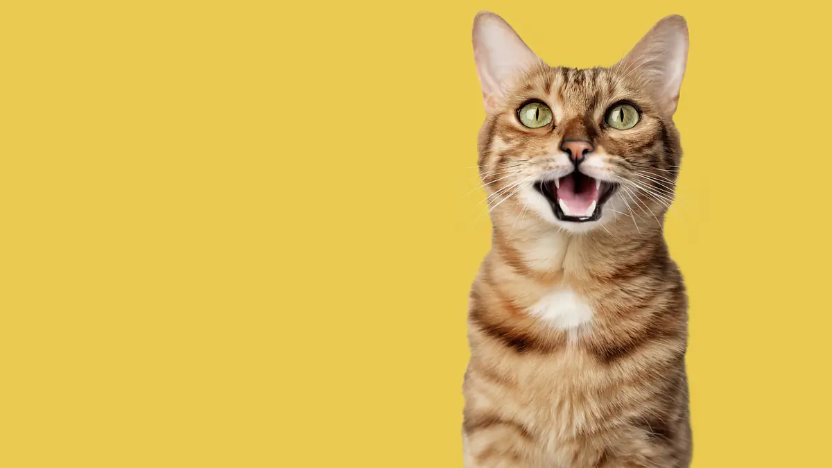GATOS