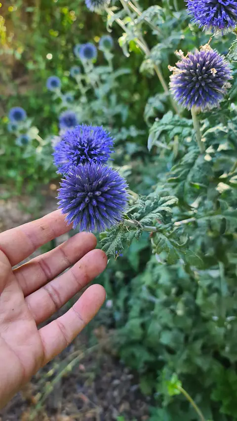 Echinops 