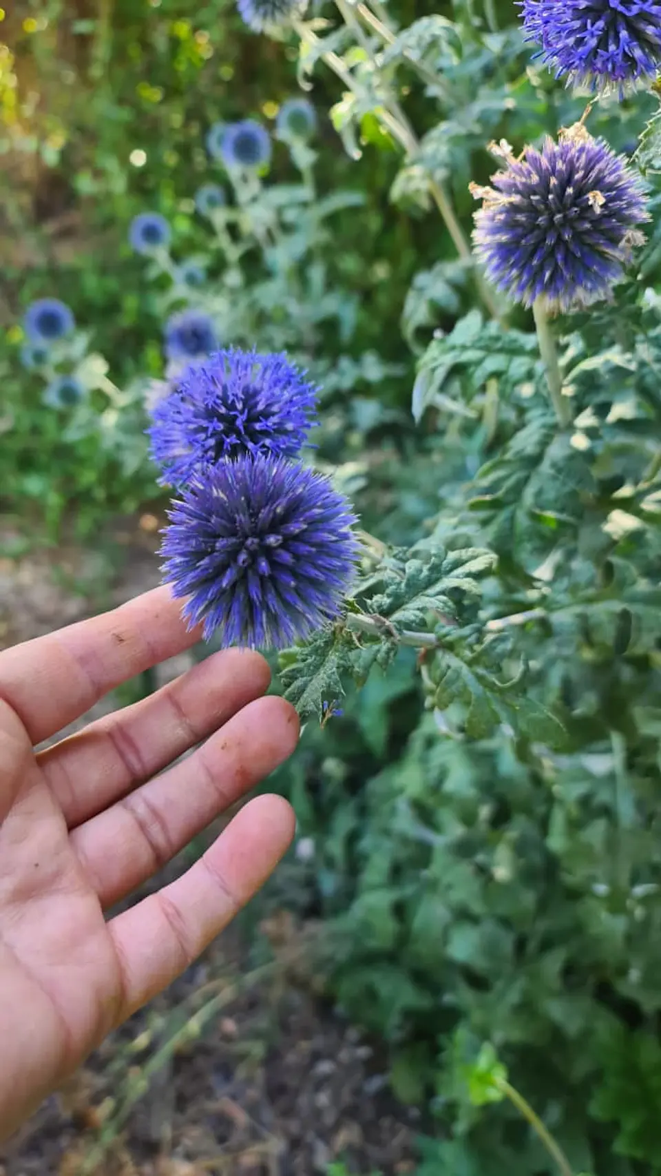 Echinops  1