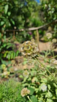 Scabiosa stellata - Miniatura 2