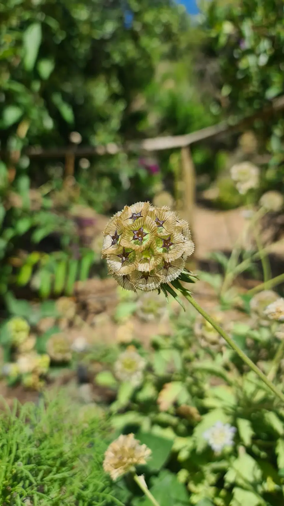 Scabiosa stellata 2