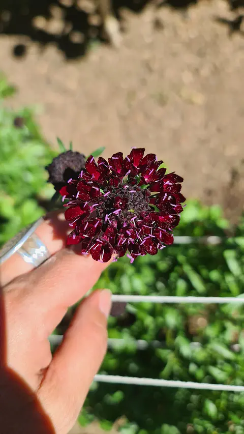 Scabiosa black knight 