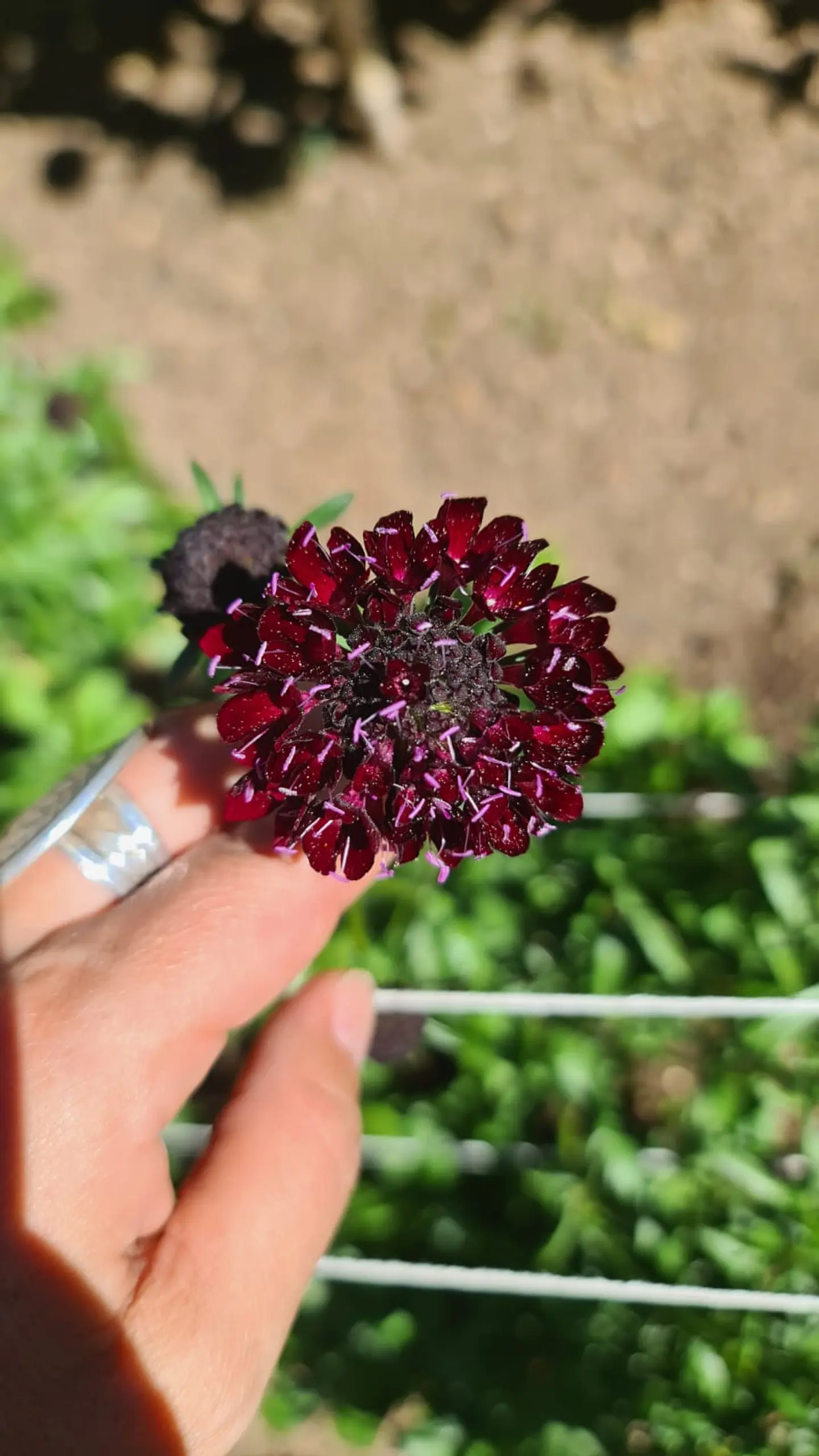 Scabiosa black knight  1