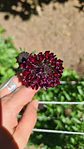Scabiosa black knight  - Miniatura 1