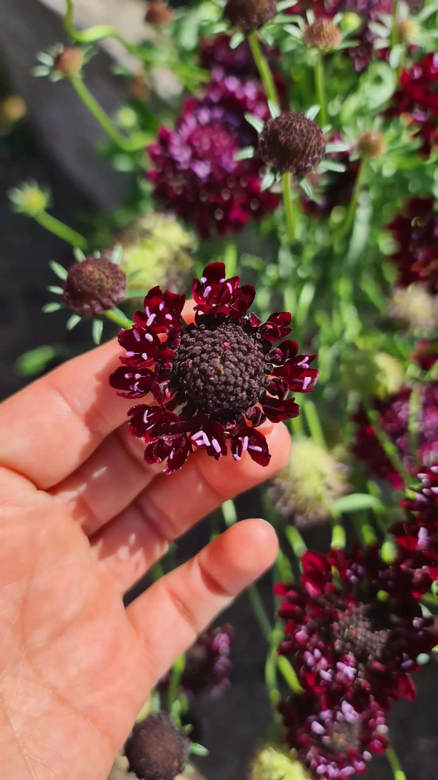 Scabiosa black knight  2