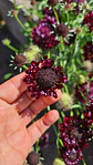 Scabiosa black knight  - Miniatura 2