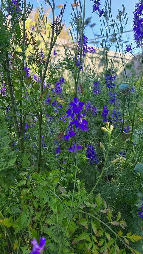 Espuela de caballero