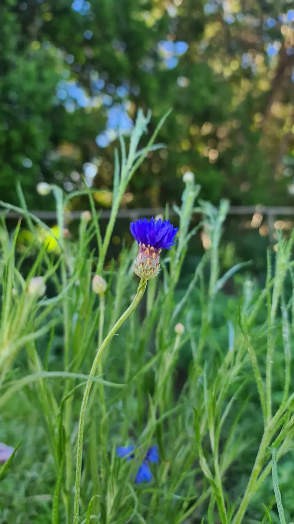 Centaurea 2