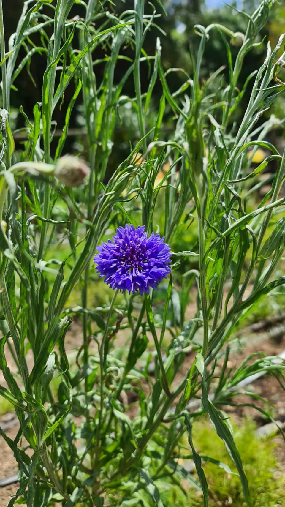 Centaurea 3