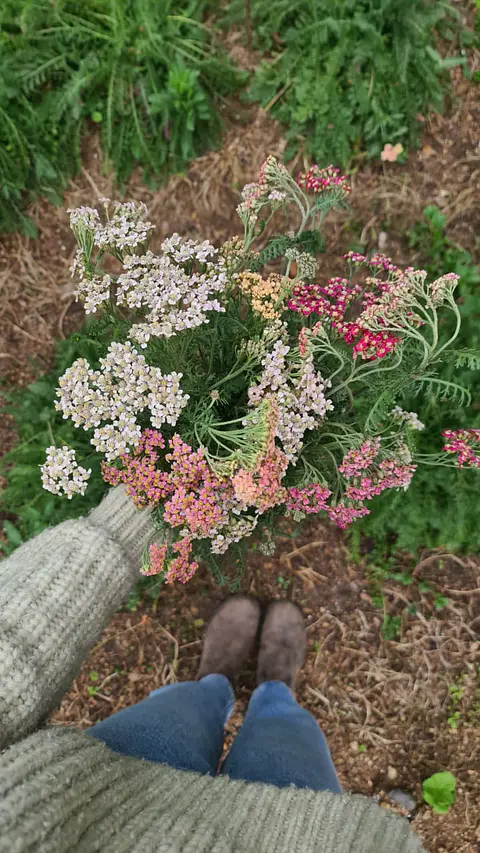 Achillea Pastel