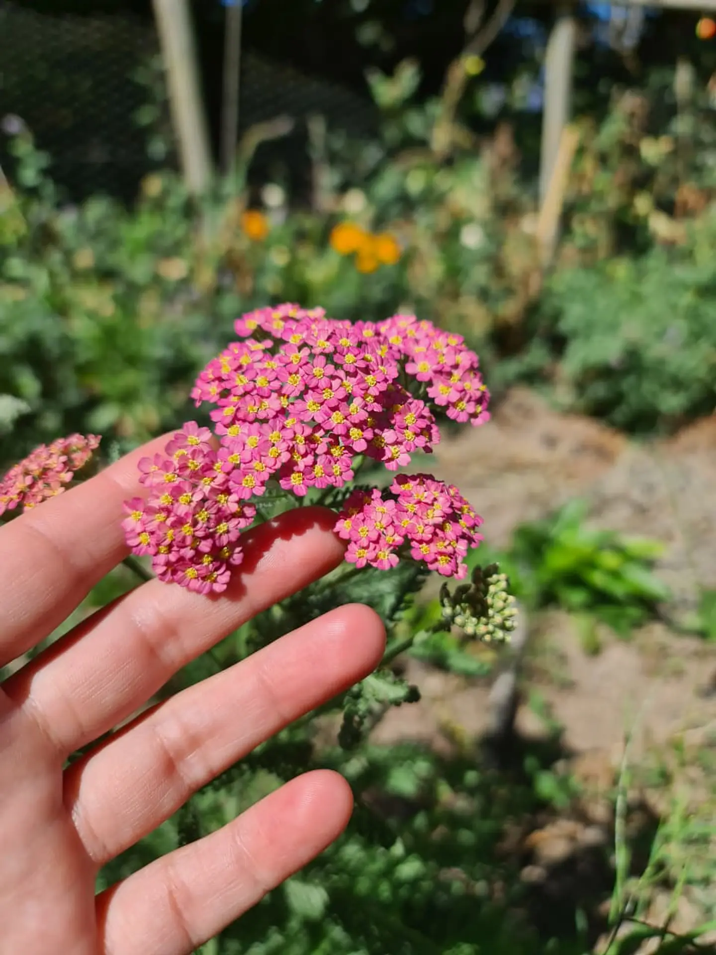 Achillea Pastel 2