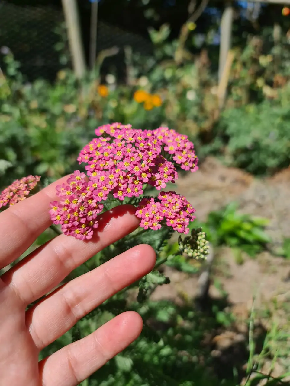 Achillea Pastel 2