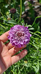 Scabiosa salmón - Miniatura 1