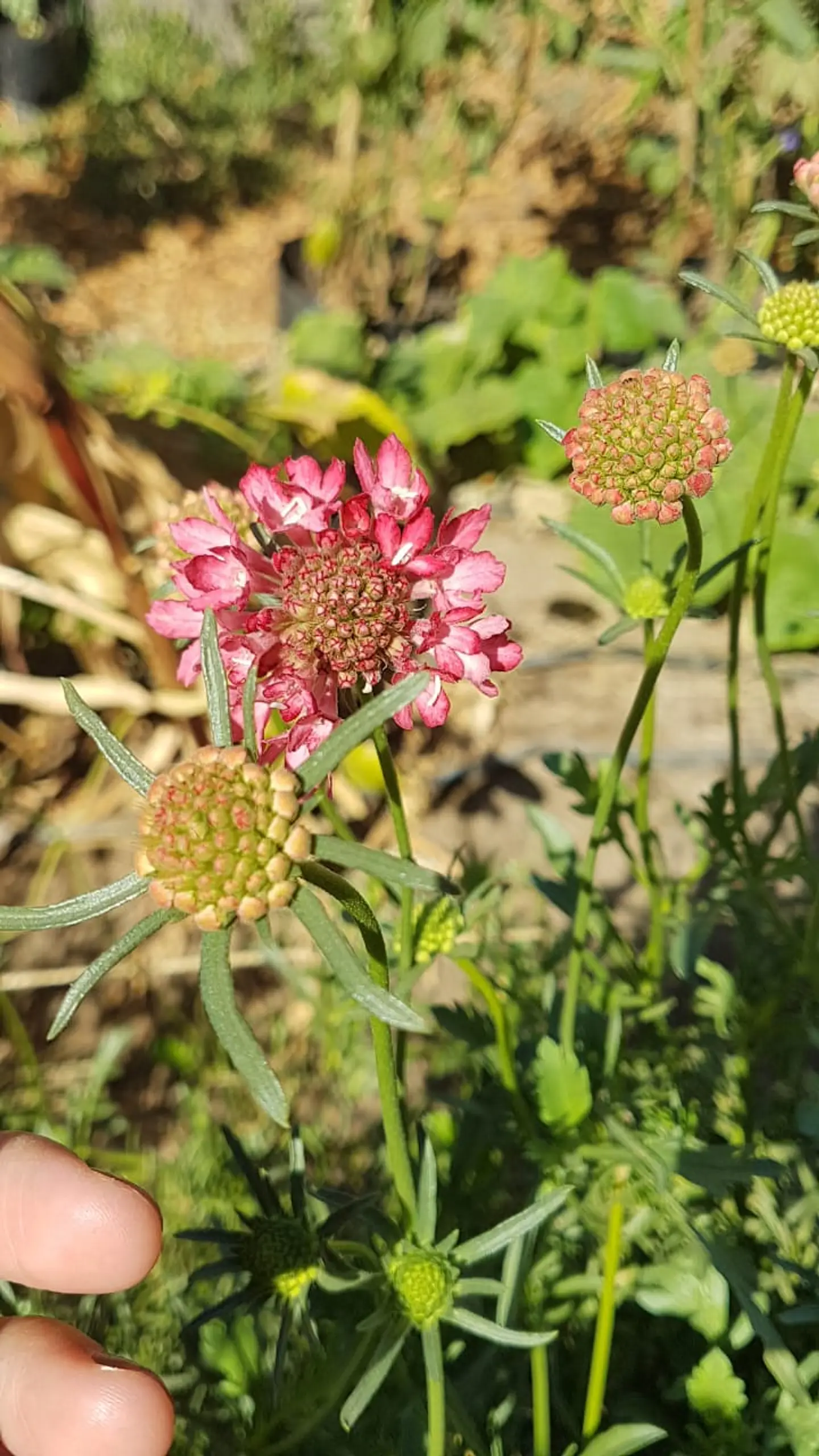 Scabiosa salmón 2