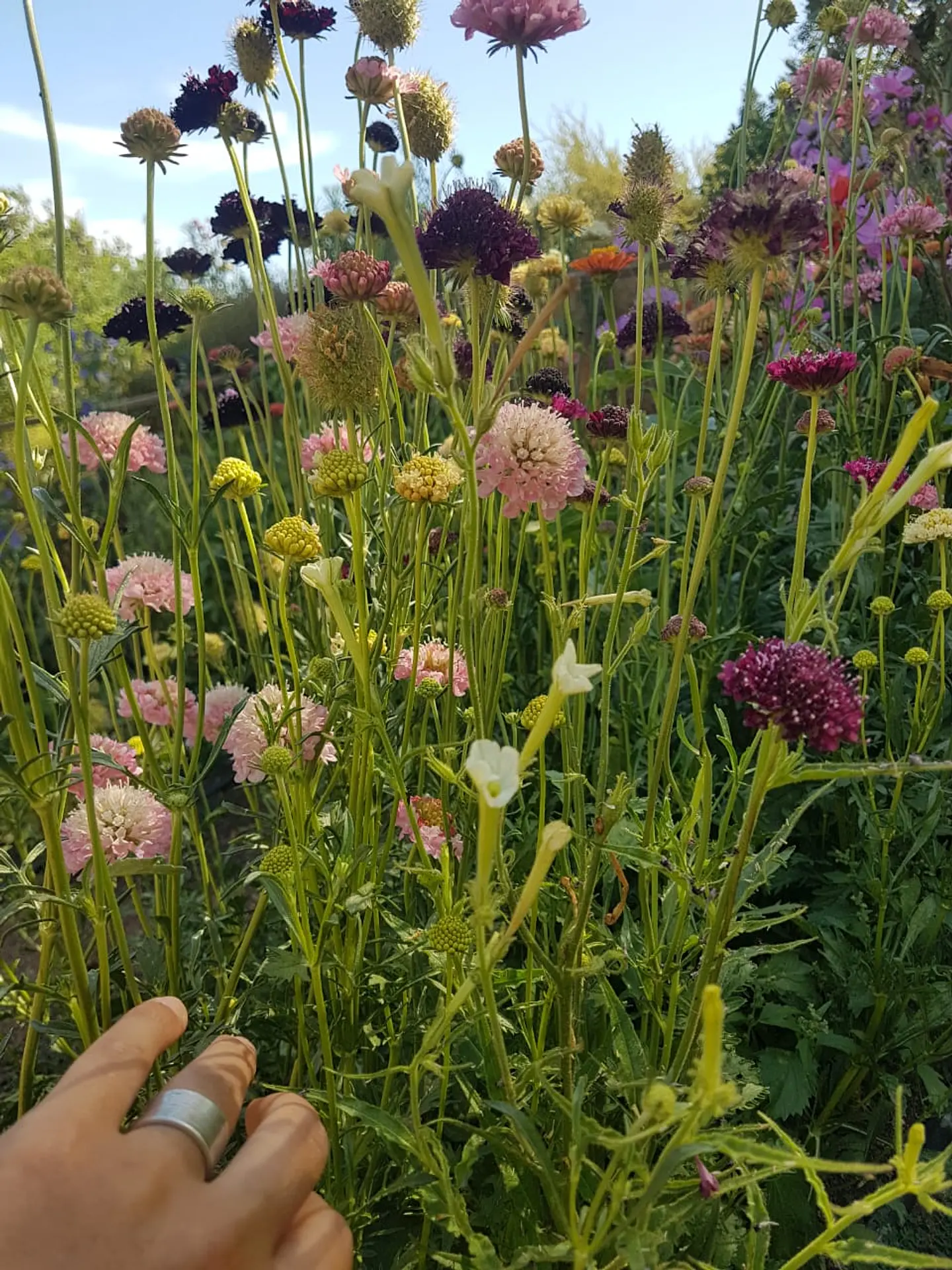 Scabiosa mix 3