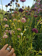 Scabiosa mix - Miniatura 3