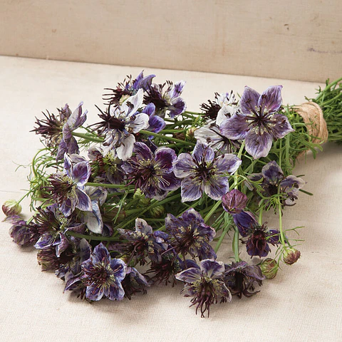 Nigella Azul de Delft