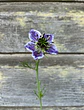 Nigella Azul de Delft - Miniatura 2