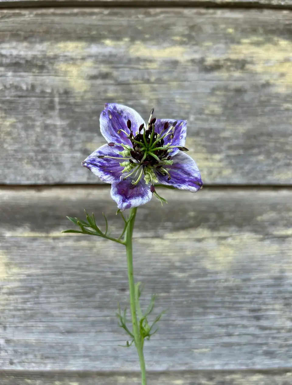 Nigella Azul de Delft 2
