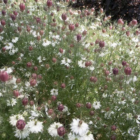 Nigella Albion 