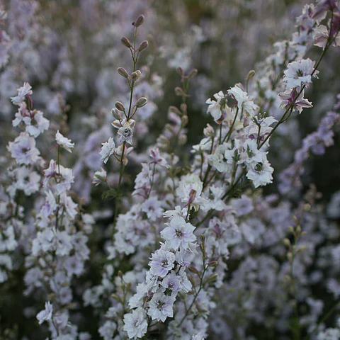 Espuela de caballero (ojos ahumados)