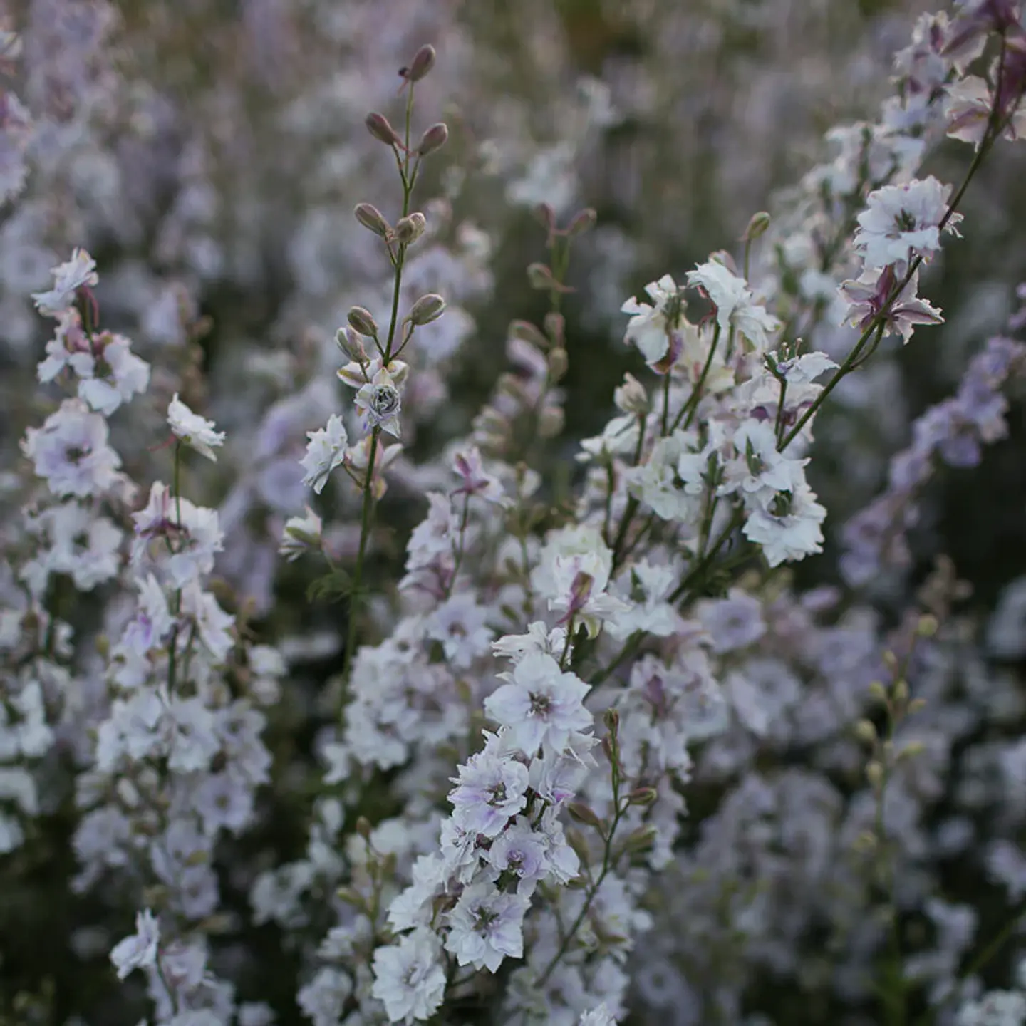 Espuela de caballero (ojos ahumados) 1