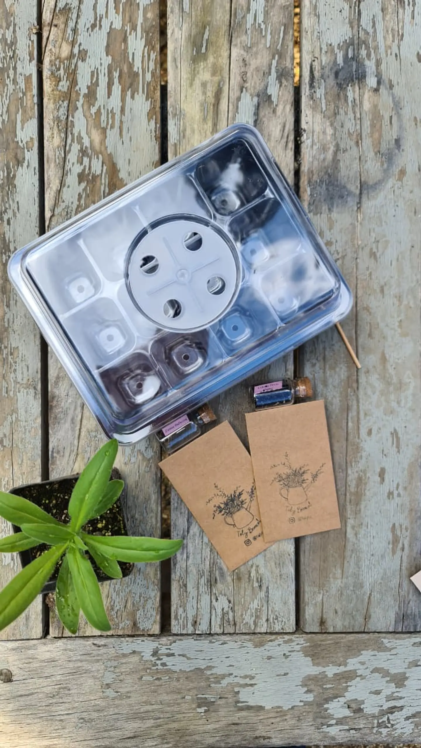 Almaciguera con bandeja de riego y cúpula para cultivo de semillas con 12 Celdas 2