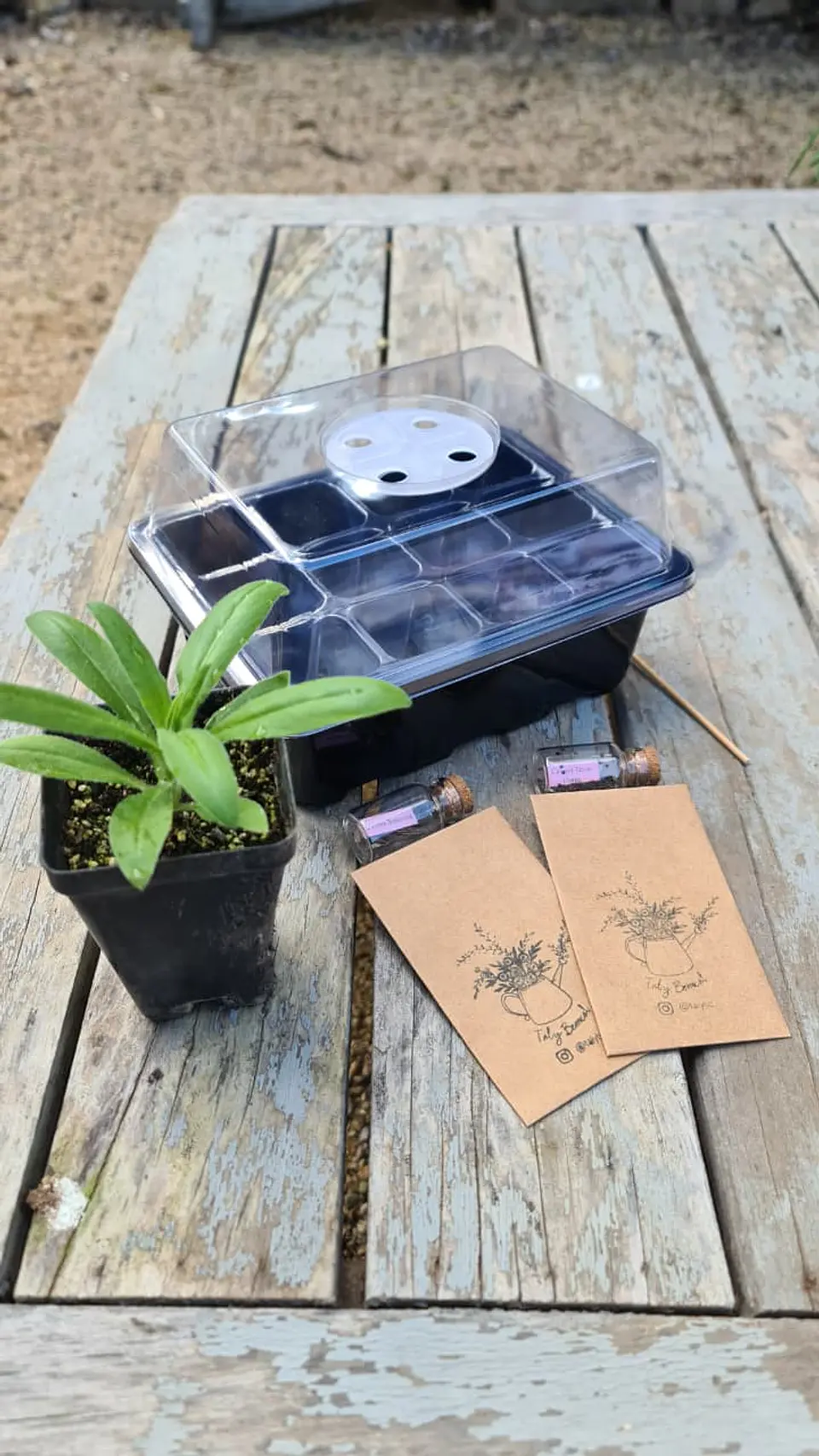 Almaciguera con bandeja de riego y cúpula para cultivo de semillas con 12 Celdas 4