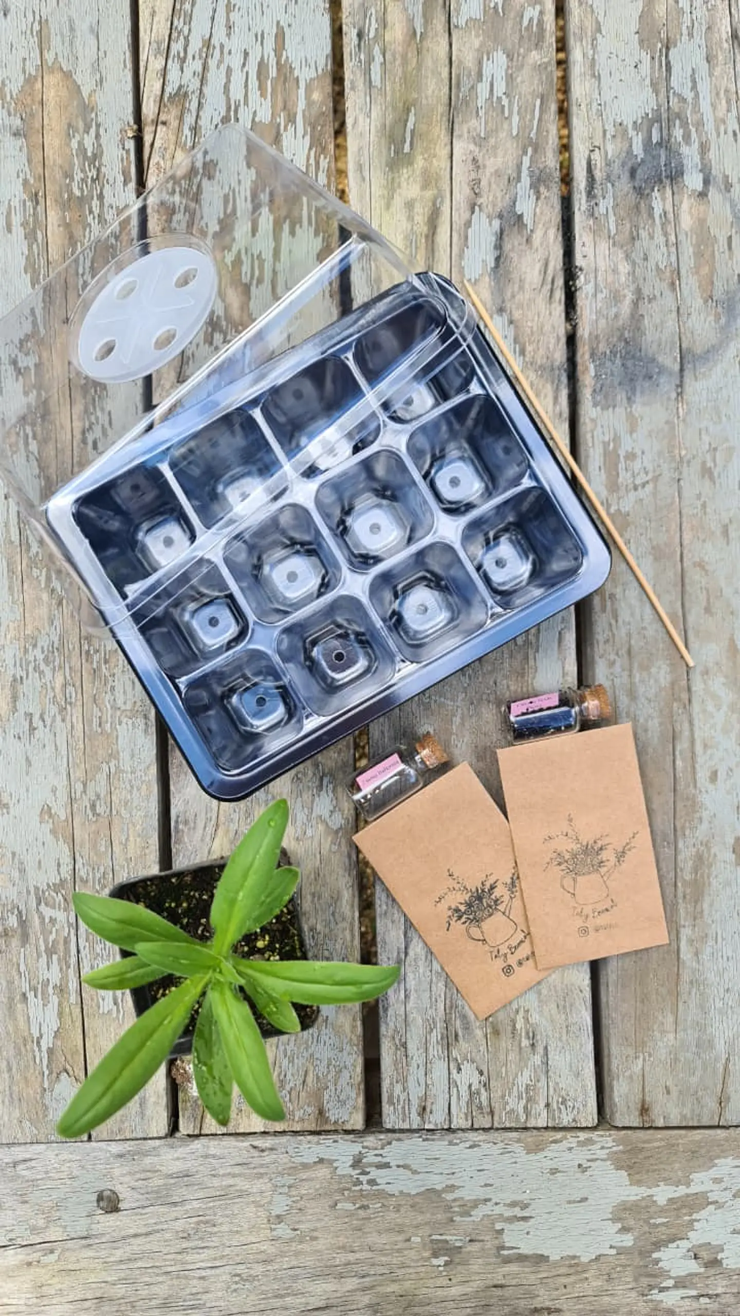 Almaciguera con bandeja de riego y cúpula para cultivo de semillas con 12 Celdas 3