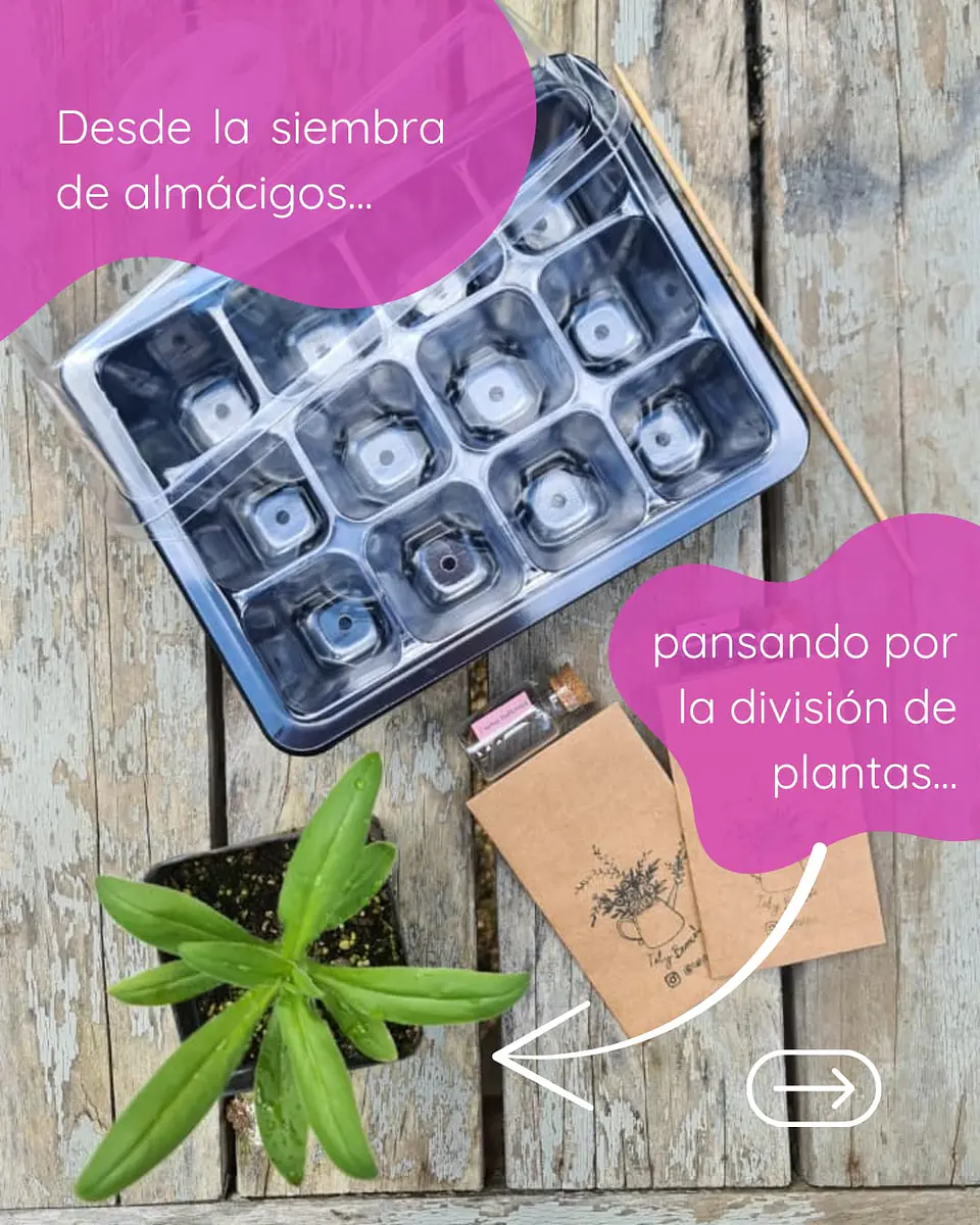 Taller presencial Cultivo de Flores, ciencia, arte y práctica 4