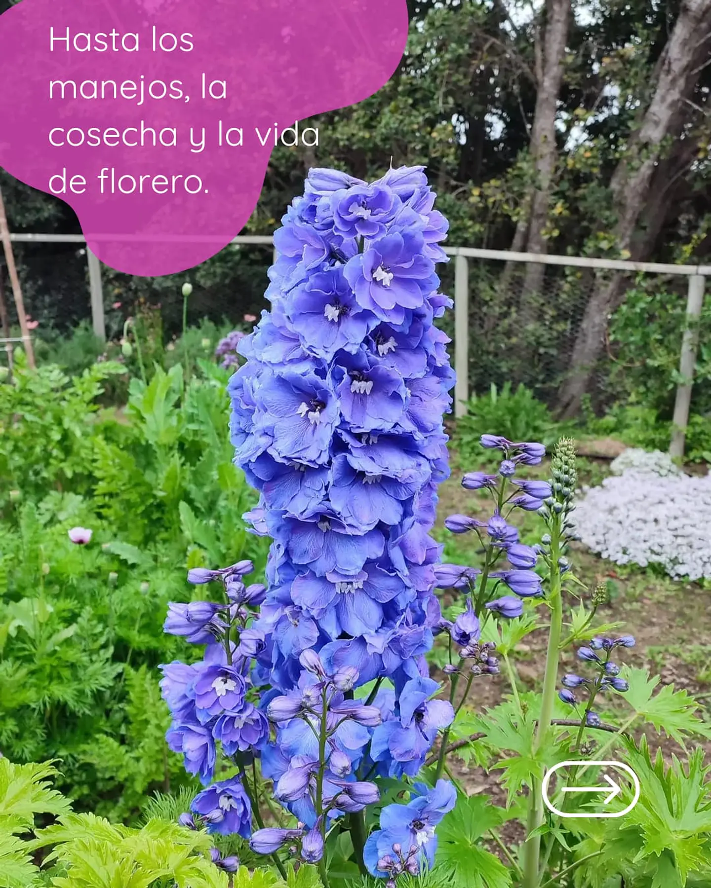 Taller presencial Cultivo de Flores, ciencia, arte y práctica 5