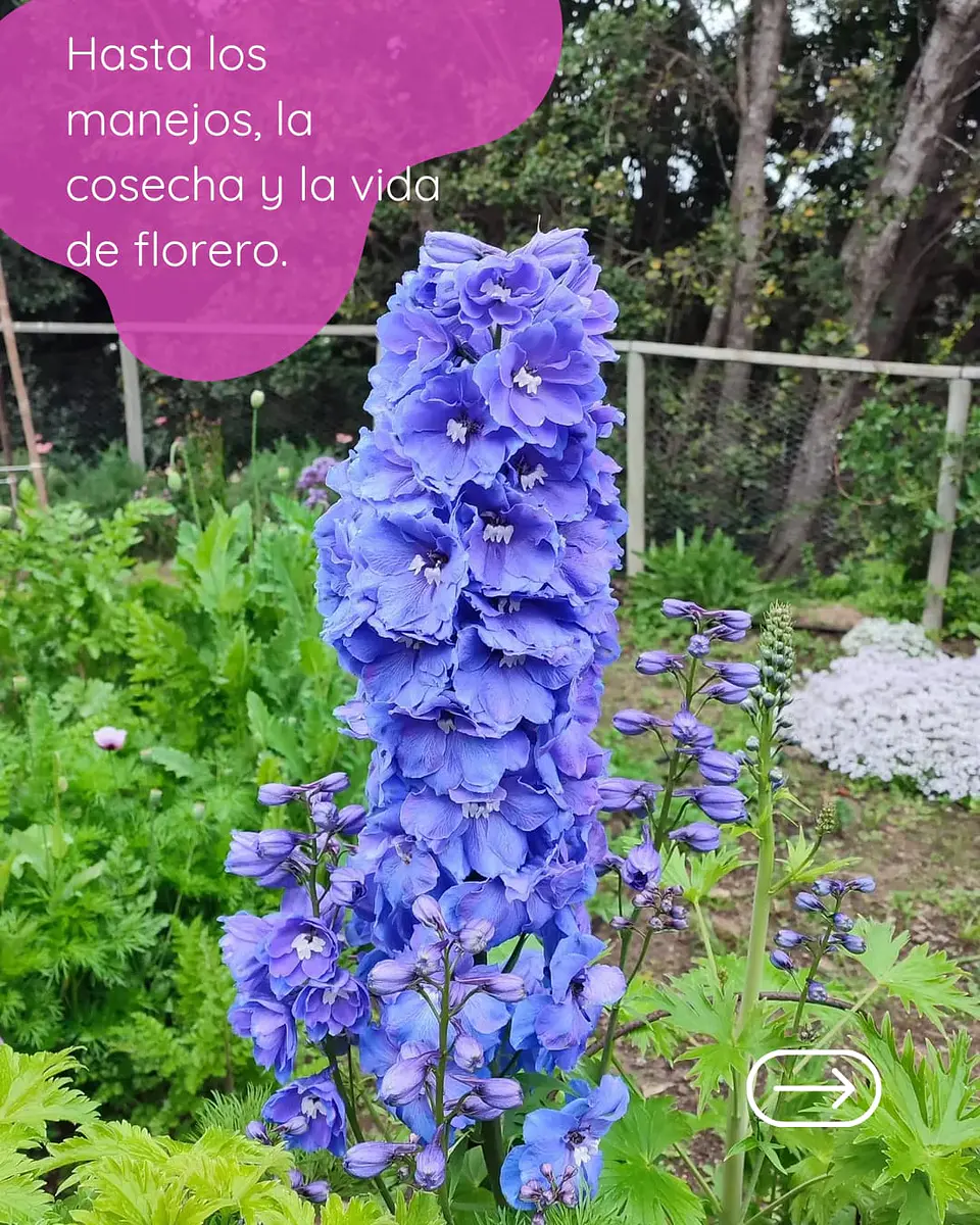 Taller presencial Cultivo de Flores, ciencia, arte y práctica 5