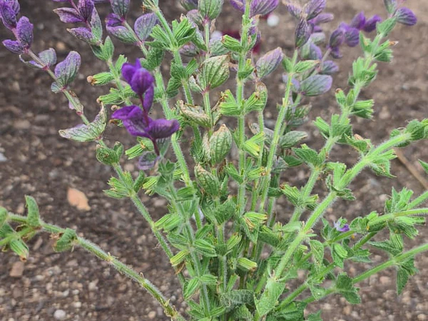 Salvia Viridis