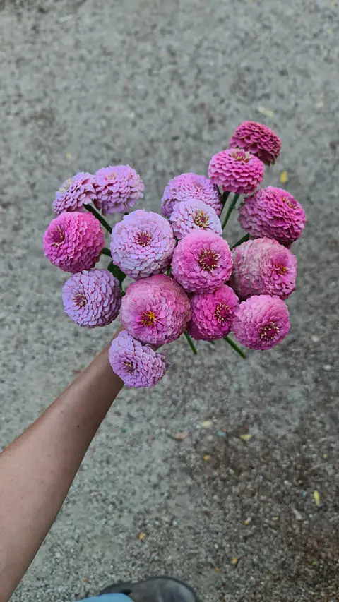 Zinnia oklahoma rosa